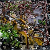 NoahDavisTheGardener2009