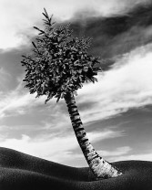 LOGTheFirPalm1991-2012