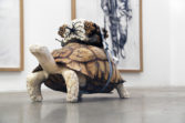 AdelTurtle2014